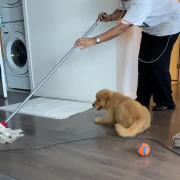 "Helpful" Golden Retriever Puppy "Assists" With The Cleaning