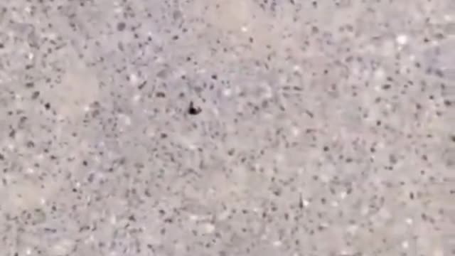 Woman cleverly tricks ants using food.. 🐜😂