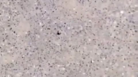 Woman cleverly tricks ants using food.. 🐜😂