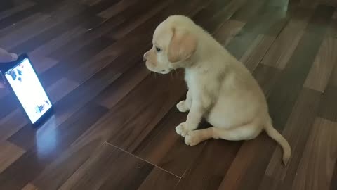 Puppy reacting