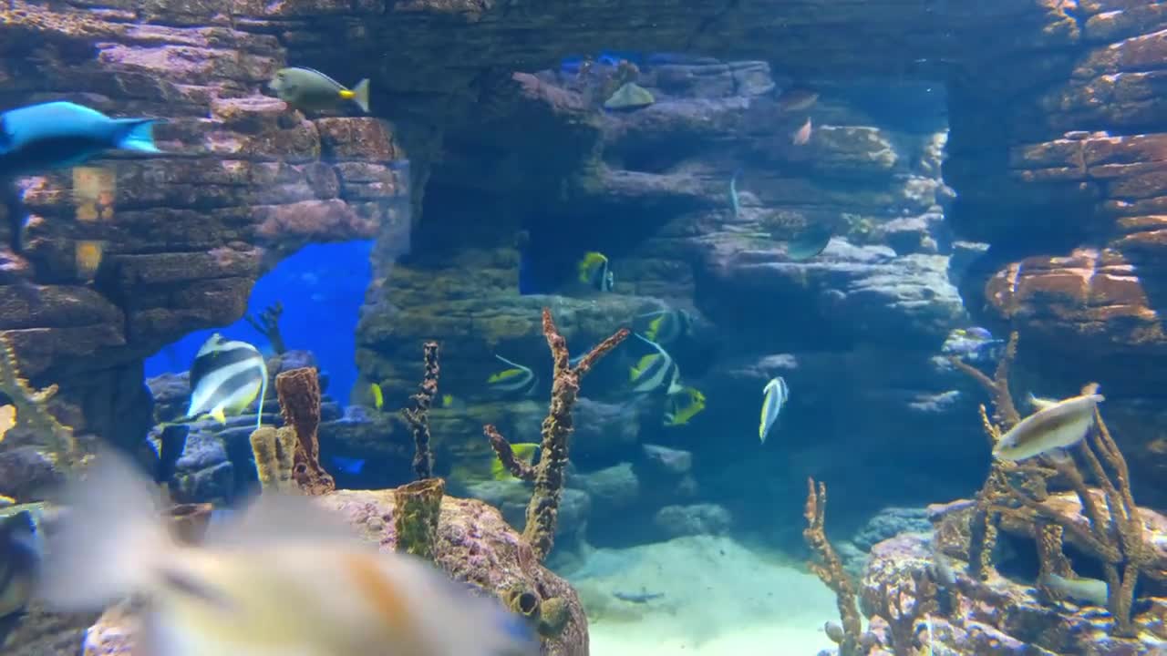 Beautiful animals in water