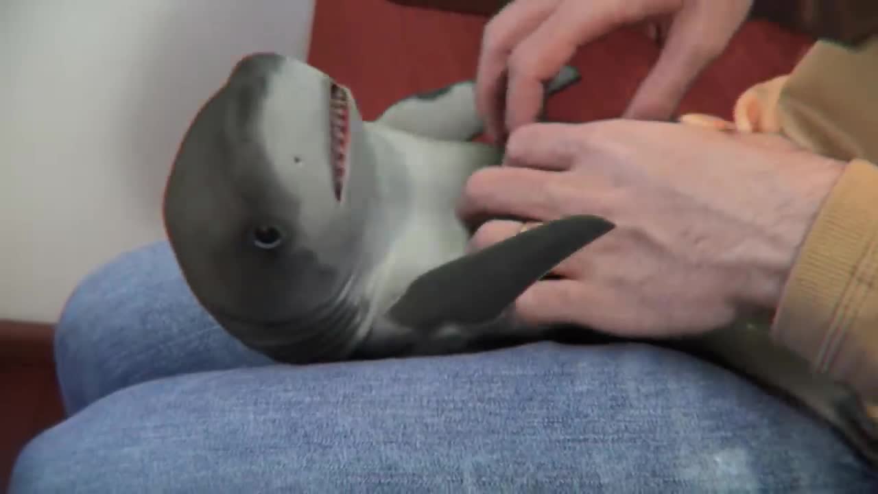 Man Surprised Baby Shark