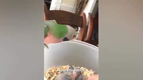 Funny Parrots and Cute Birds Compilation :)