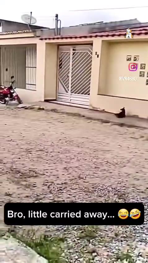 When the dog tries to catch the cat but is in such a rush that his brakes fail ... 😅😂