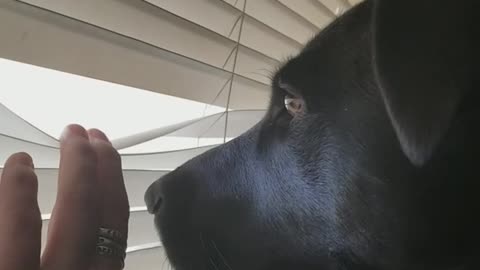 Black dog looking outside window while on sofa