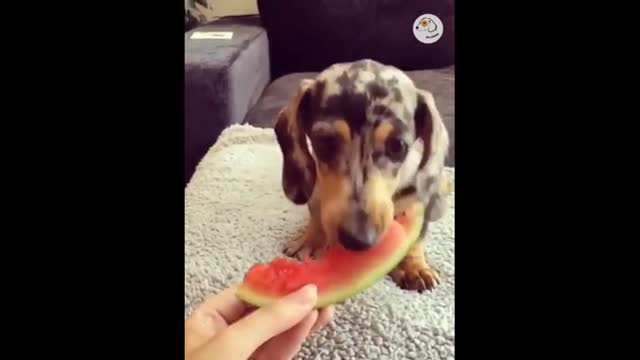 Super funny animals,🤗🤗🤗🤗