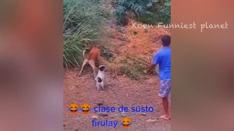 Funniest Animals : Best of 2023