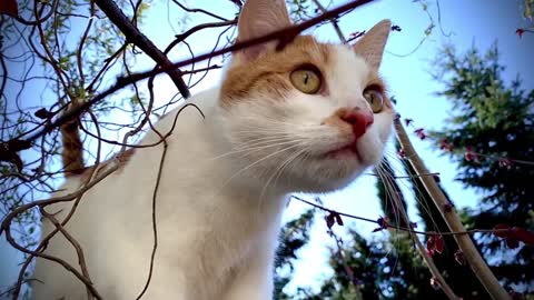 A cat in an innocent look