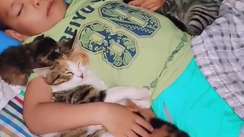 cat vedios chat