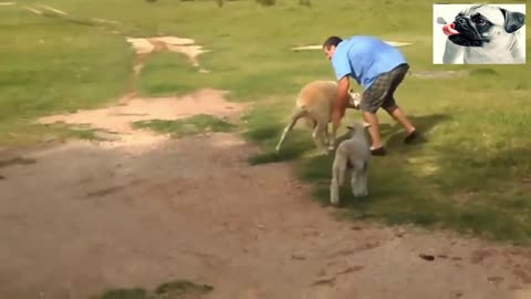 Funny sheep attacking people 15