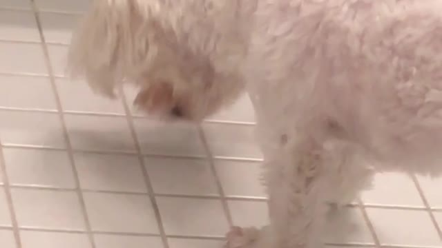 White dog trying to get bug from the ground