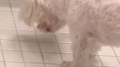 White dog trying to get bug from the ground