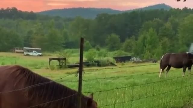 Farm dog gives colt friend a good morning kiss