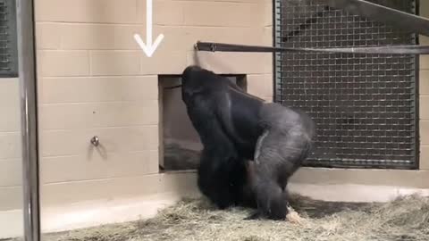 This gorilla is really interesting