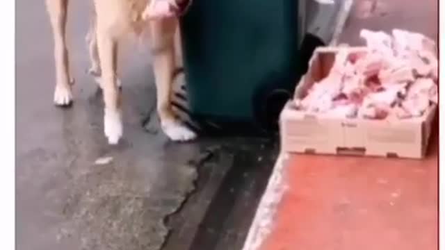 Feeding the Stray dog