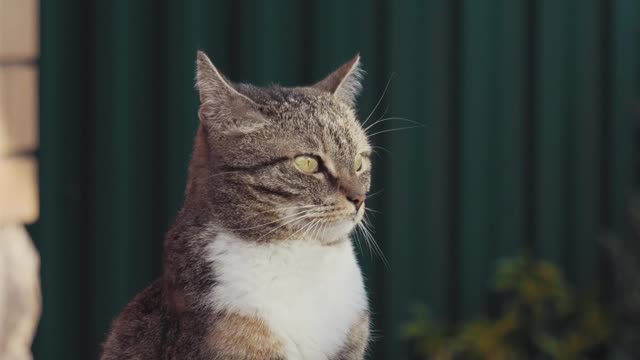 Cute Cat