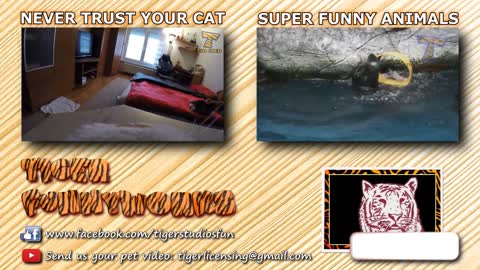 cats being jerks