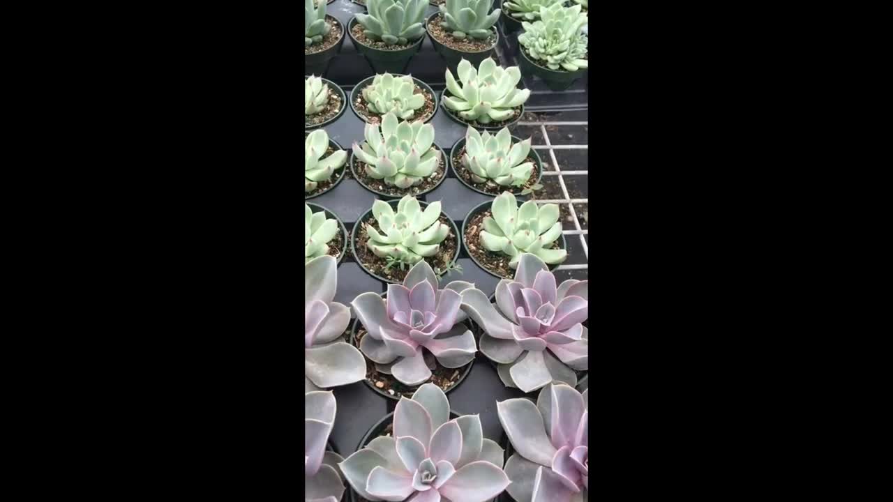 succulent plants how to care for succulents beautiful succulents how to color perfect succulents