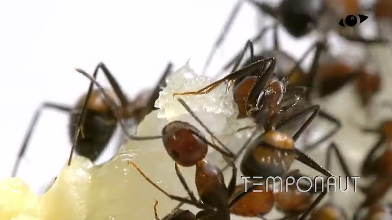 Ants vs Melon Time-Lapse