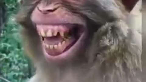 Monkey funny 🤣 video///beat funny video//.../