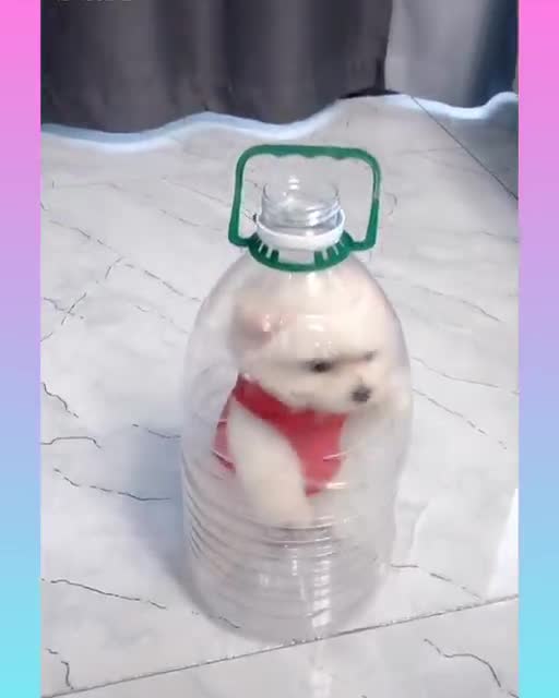 Funny and Cute Dog Video Compilation,🐕🐕_09 _#short