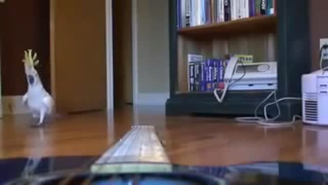 WOW! Guitar Playing parrot funny pet bird cockatoo video!