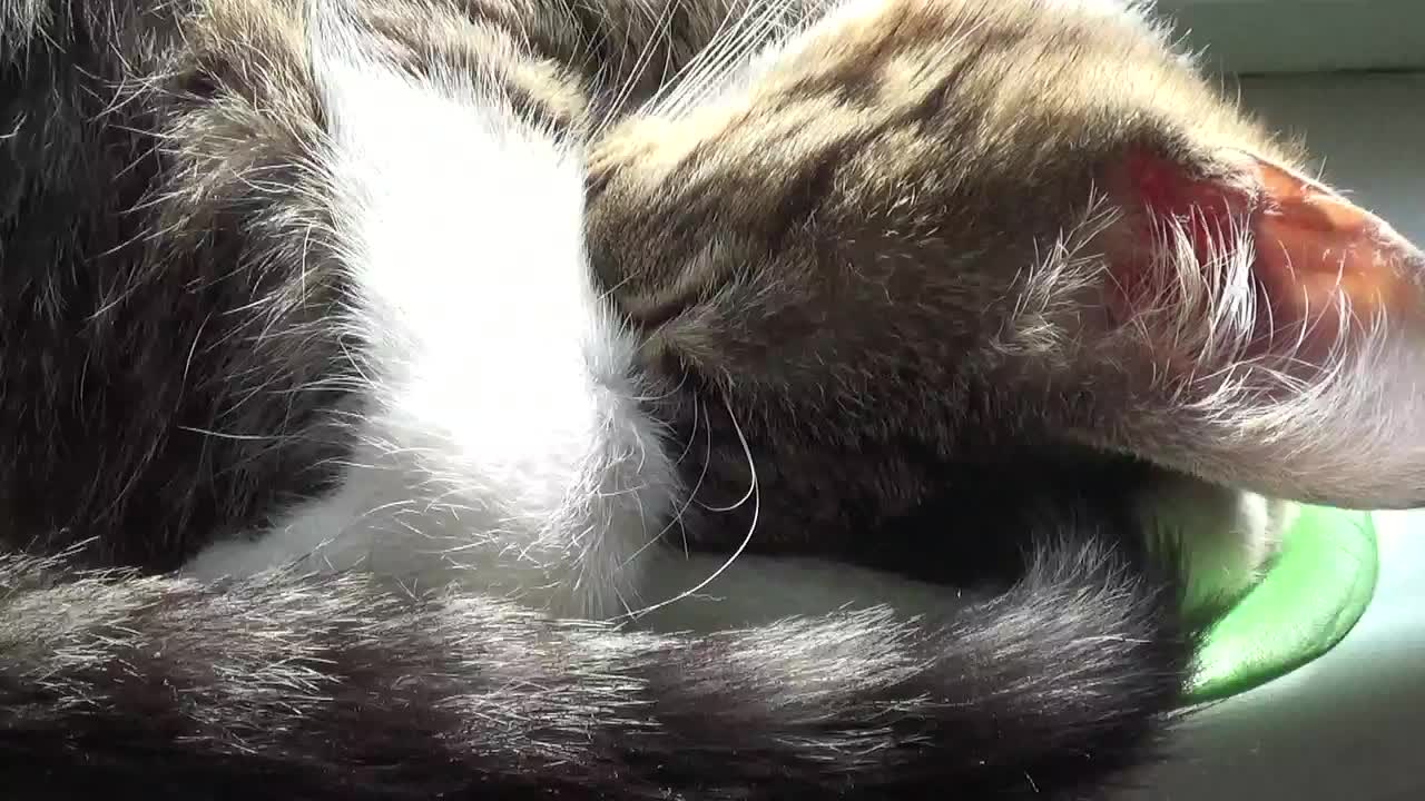 Fresh out of the Oven, a Tray of Cat on a Rainy Day