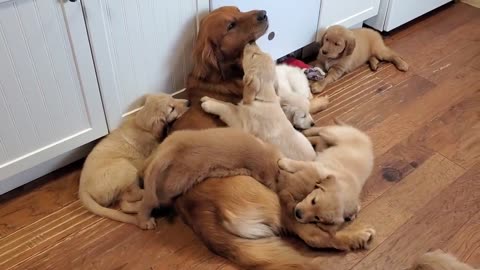 Golden Retriever and Babies