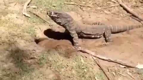 The Komodo eating Rabbit