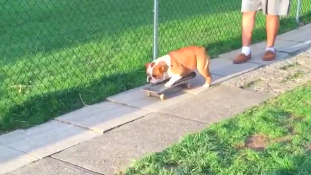 Skateboarding_Dogs