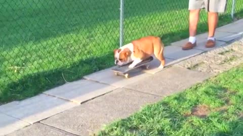 Skateboarding_Dogs