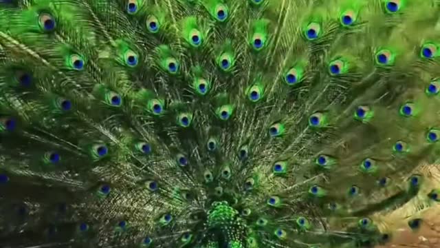 Peacock opens the screen with good luck