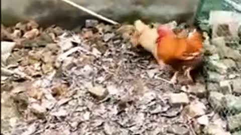 Chicken vs dog funny video