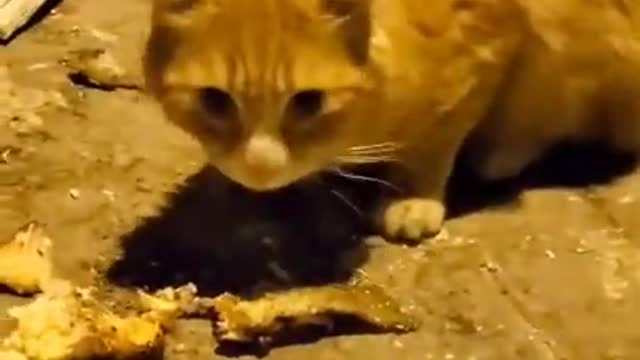 Cats and dogs _ cats meowing _ cats funny videos #shorts