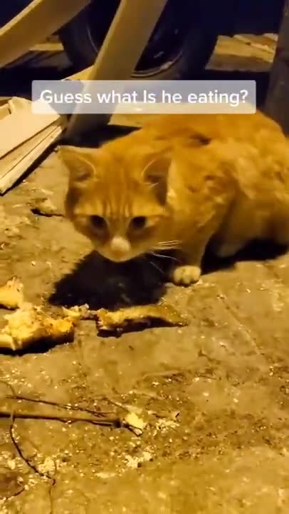 Cats and dogs _ cats meowing _ cats funny videos #shorts