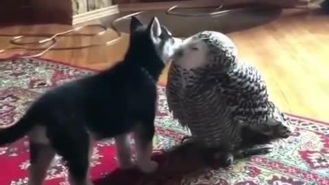 Complimenting the love of species, dogs and owls are so harmonious