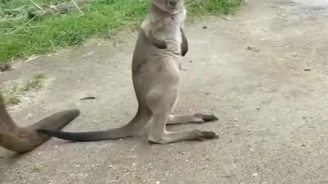 very cute kangaroo