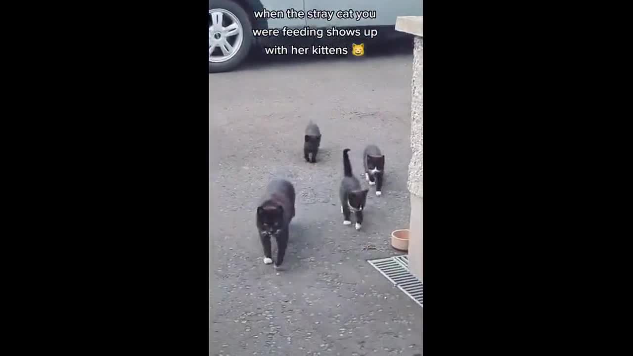 Woman feeds cat once - cat comes back with a family of kittens