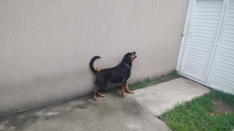 Rottweiler juggler