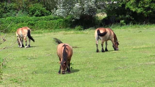 Horses eat