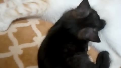 A beloved cat feeds a kitten