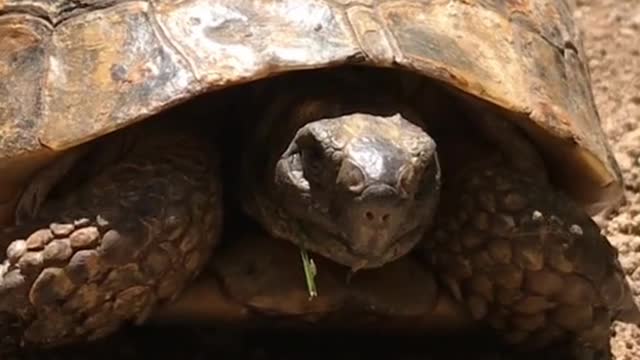 Funny Turtle Dance