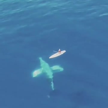 group of whale swimming next to man