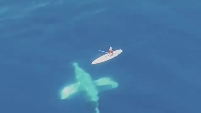 group of whale swimming next to man