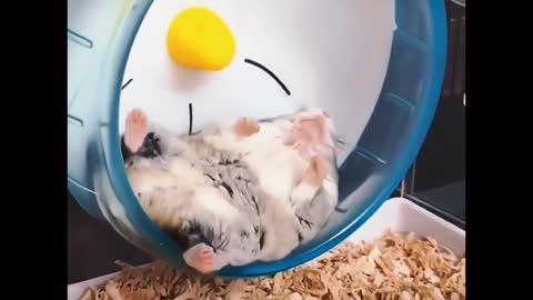 Hamsters are playing