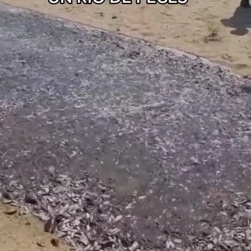 Amazing river of fish in the desert