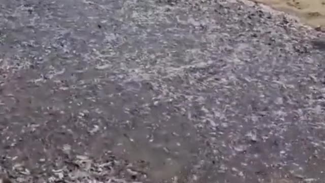 Amazing river of fish in the desert