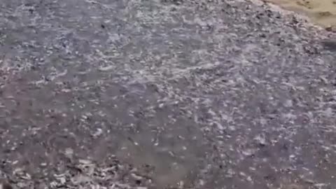 Amazing river of fish in the desert