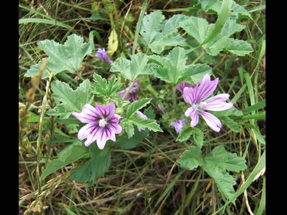 Malva ( Malva sylvestris ) serve para tratamento de infecções