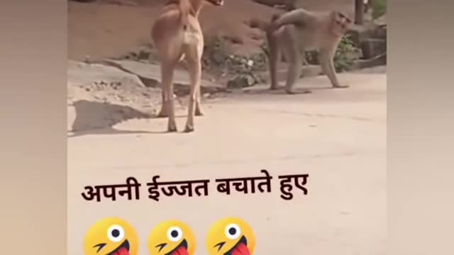 funny dog vs monkey video ll funny video ll 2021